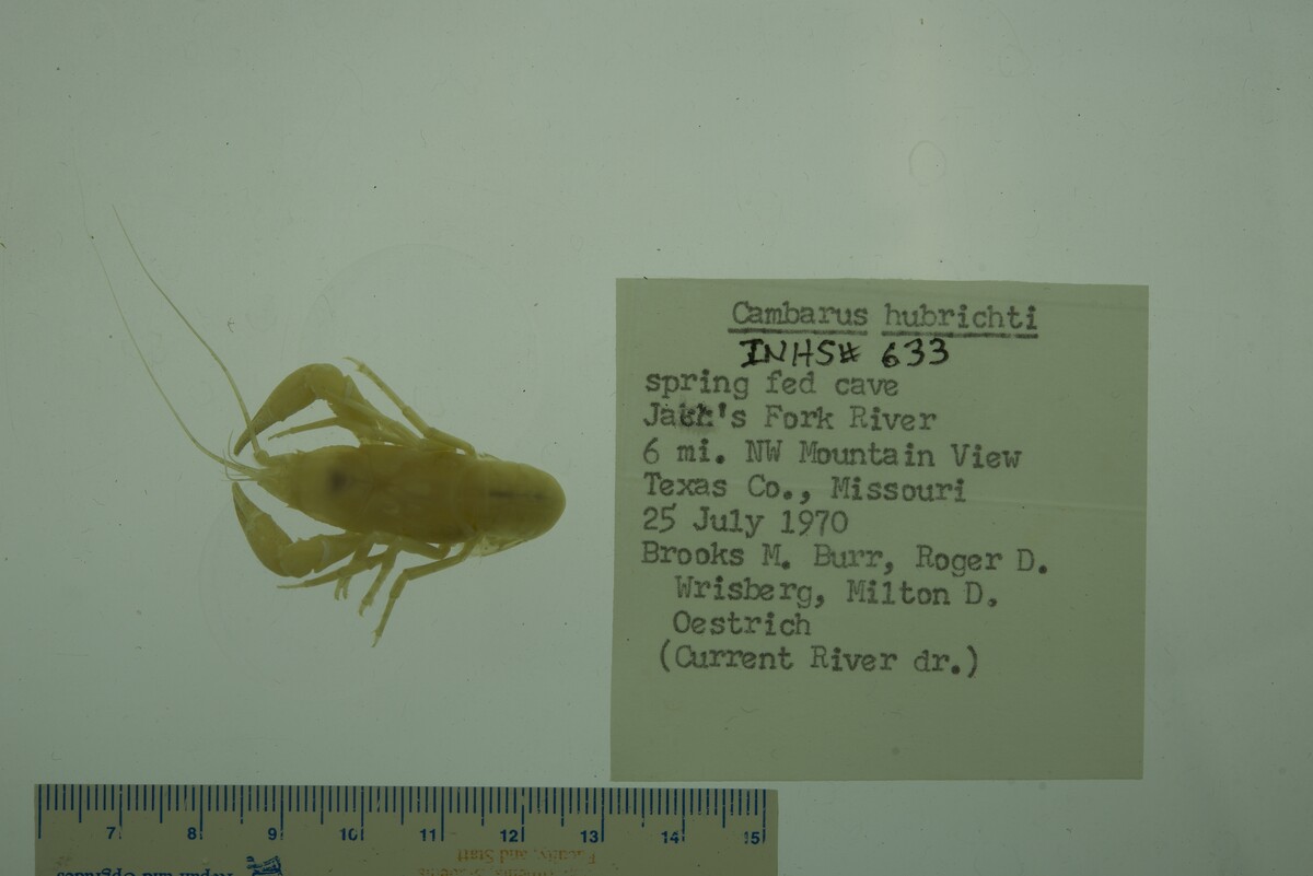 Cambarus hubrichti image